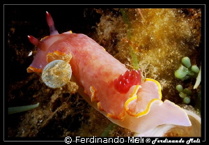 Rear view... by Ferdinando Meli 